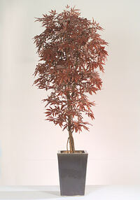 Acer tree Red