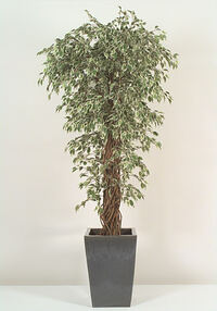 Ficus natasha var. Stam multi